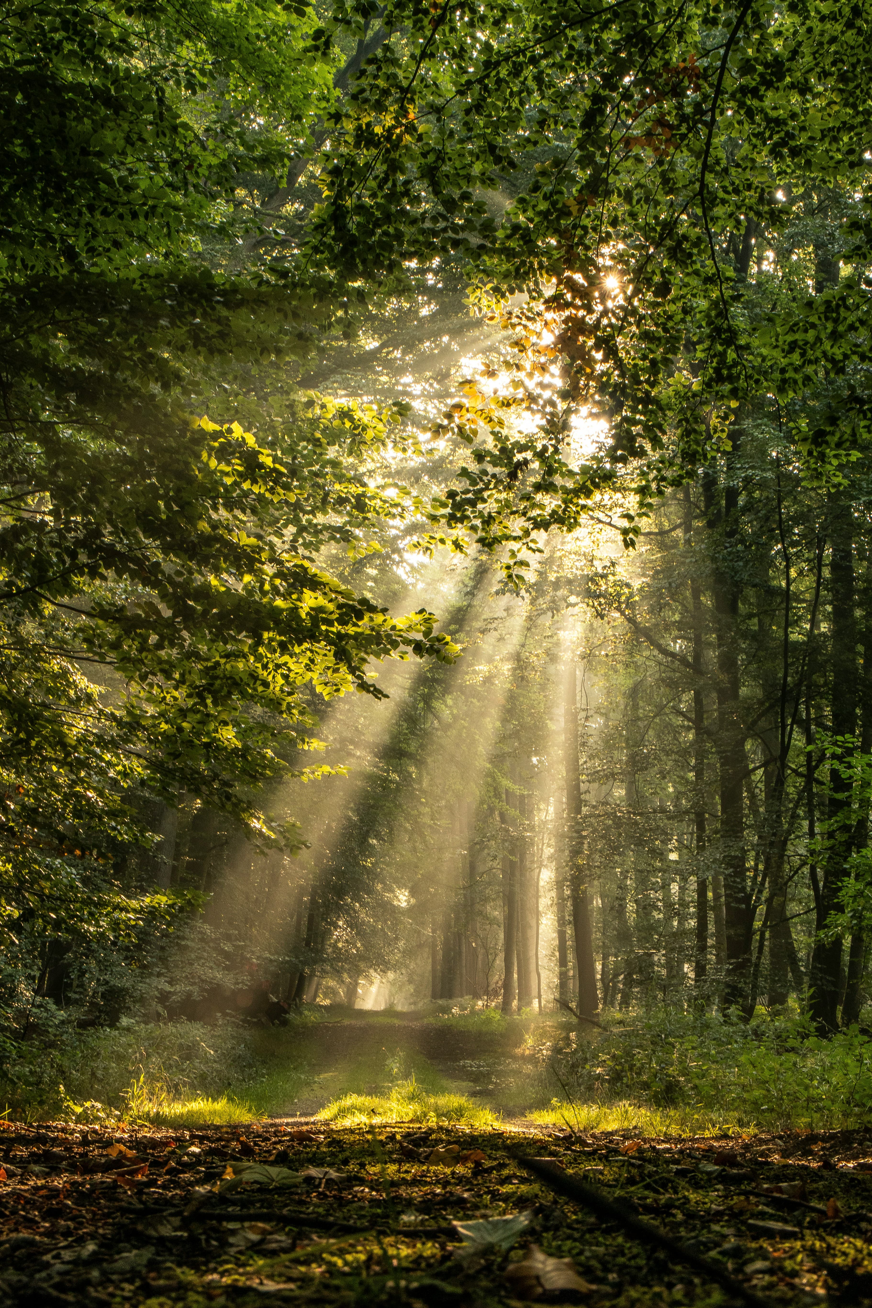 Wald mit Sonnenschein als Symbol fuer Paartherapie